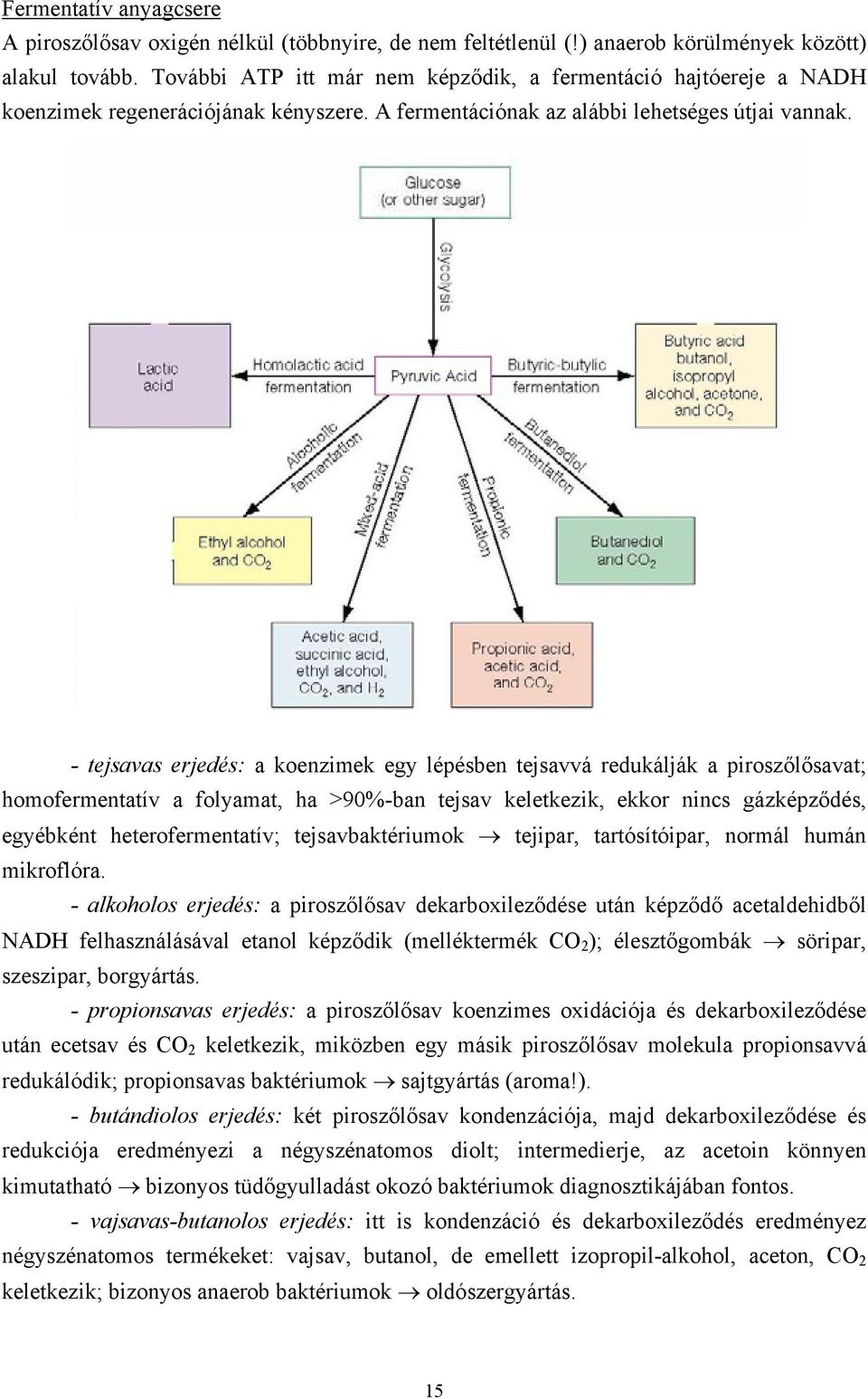 - tejsavas erjedés: a koenzimek egy lépésben tejsavvá redukálják a piroszőlősavat; homofermentatív a folyamat, ha >90%-ban tejsav keletkezik, ekkor nincs gázképződés, egyébként heterofermentatív;
