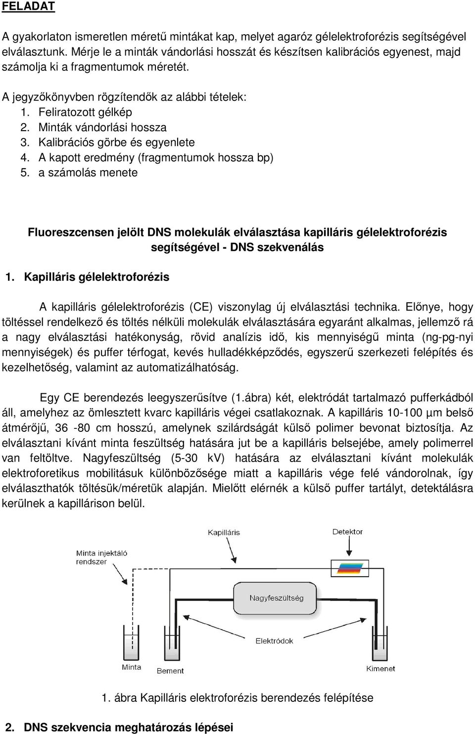 Minták vándorlási hossza 3. Kalibrációs görbe és egyenlete 4. A kapott eredmény (fragmentumok hossza bp) 5.