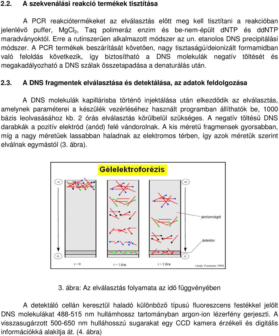 A PCR termékek beszárítását követően, nagy tisztaságú/deionizált formamidban való feloldás következik, így biztosítható a DNS molekulák negatív töltését és megakadályozható a DNS szálak összetapadása