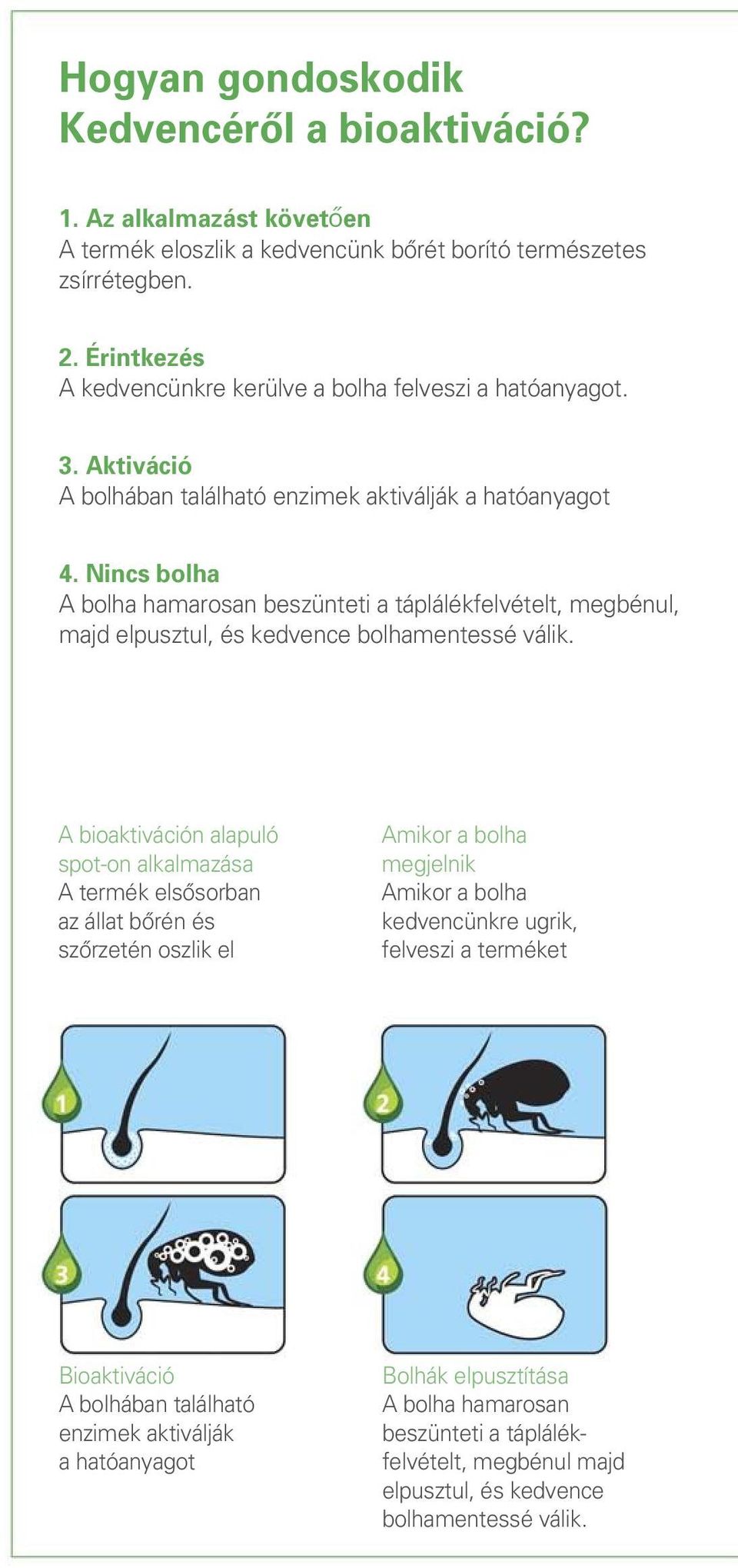 Nincs bolha A bolha hamarosan beszünteti a táplálékfelvételt, megbénul, majd elpusztul, és kedvence bolhamentessé válik.