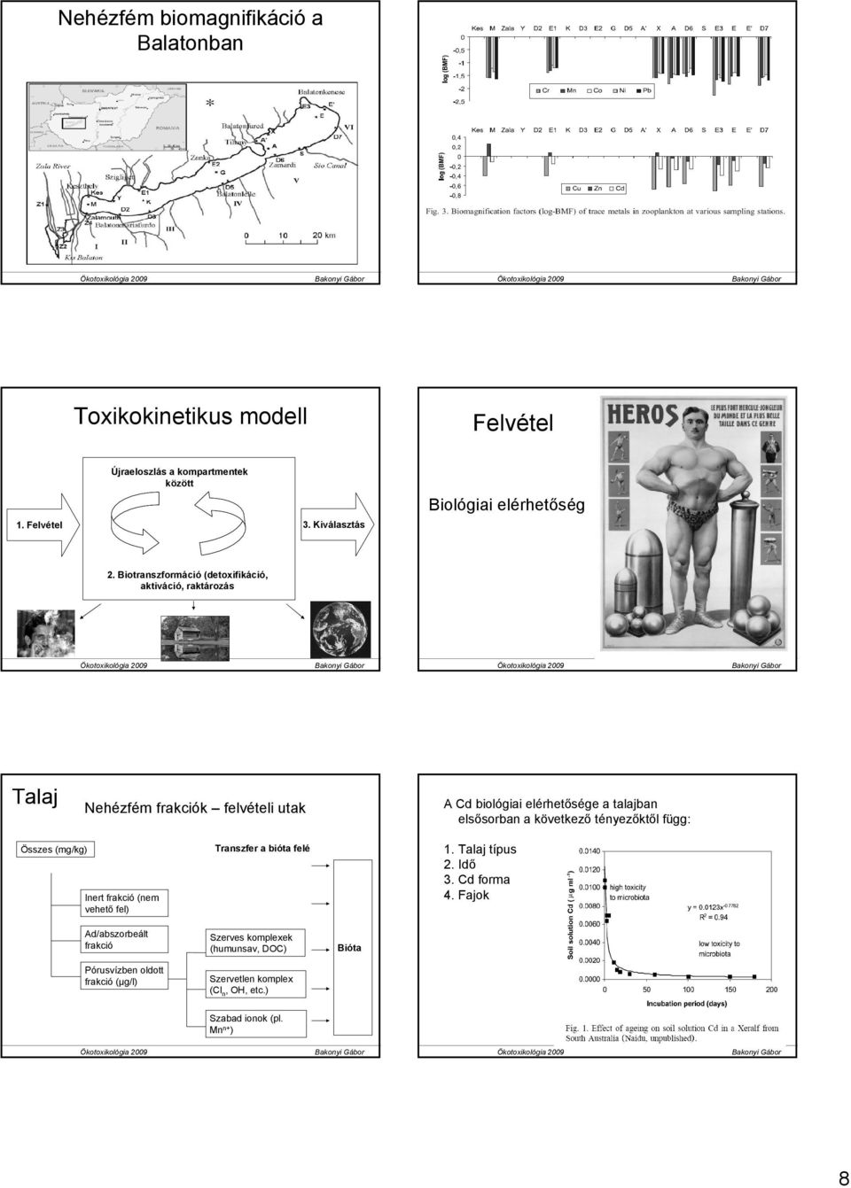 Biotranszformáció (detoxifikáció, aktiváció, raktározás Talaj Nehézfém frakciók felvételi utak A Cd biológiai elérhetısége a talajban elsısorban a