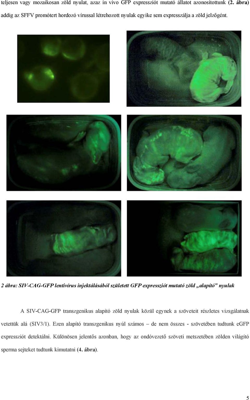 2 ábra: SIV-CAG-GFP lentivírus injektálásából született GFP expressziót mutató zöld alapító nyulak A SIV-CAG-GFP transzgenikus alapító zöld nyulak közül egynek a
