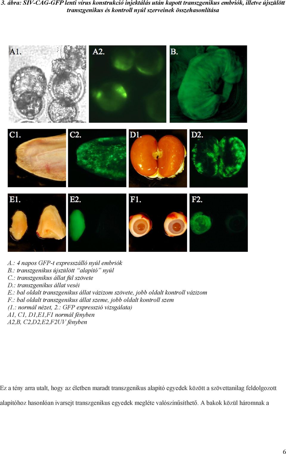 : bal oldalt transzgenikus állat vázizom szövete, jobb oldalt kontroll vázizom F.: bal oldalt transzgenikus állat szeme, jobb oldalt kontroll szem (1.: normál nézet, 2.