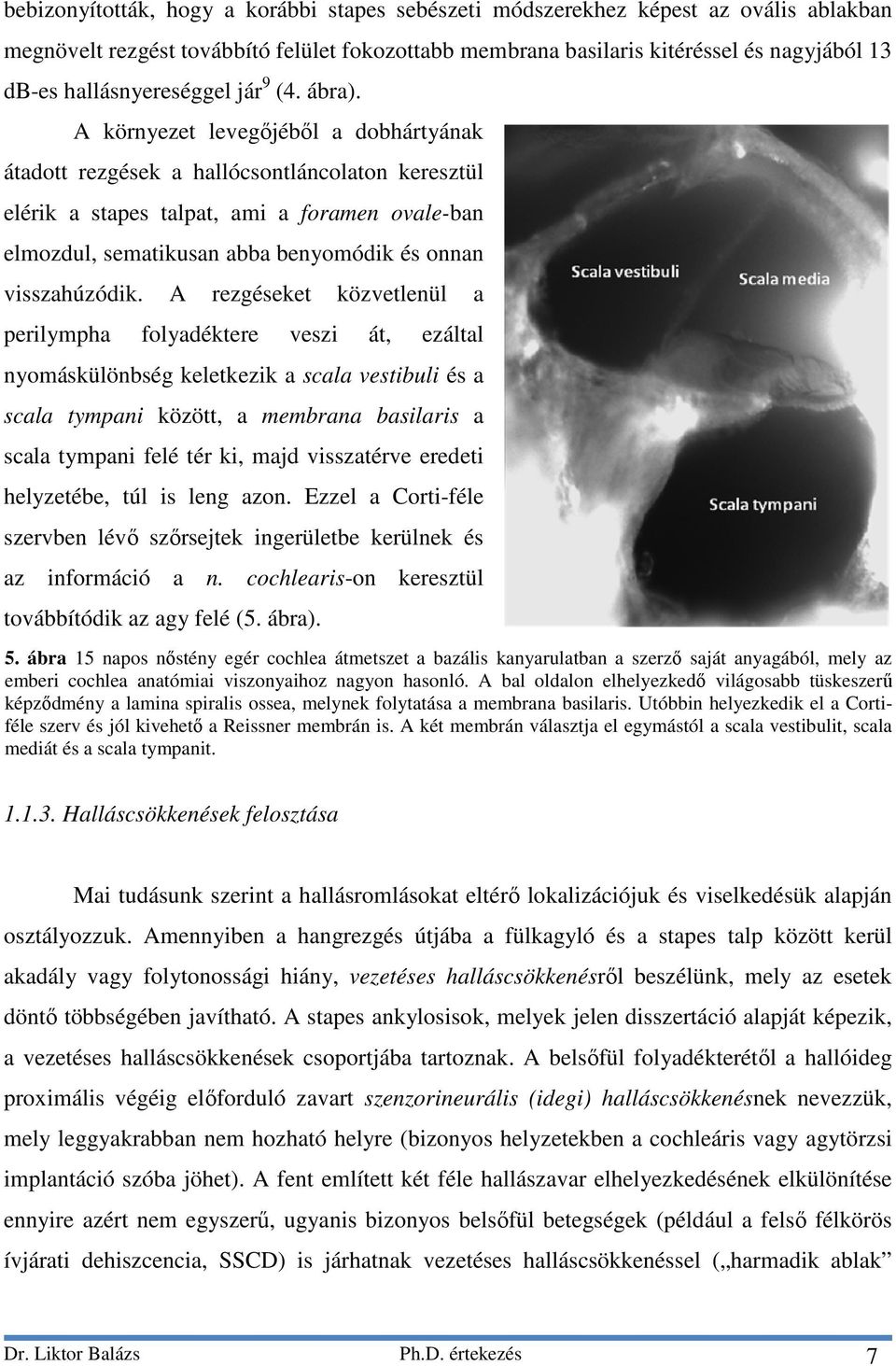 A környezet levegőjéből a dobhártyának átadott rezgések a hallócsontláncolaton keresztül elérik a stapes talpat, ami a foramen ovale-ban elmozdul, sematikusan abba benyomódik és onnan visszahúzódik.