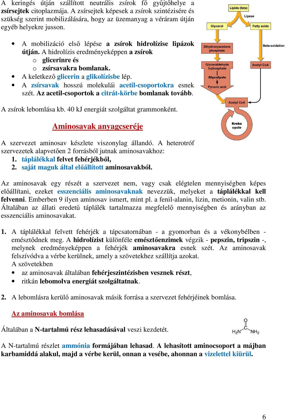 A hidrolízis eredményeképpen a zsírok o glicerinre és o zsírsavakra bomlanak. A keletkező glicerin a glikolízisbe lép. A zsírsavak hosszú molekulái acetil-csoportokra esnek szét.