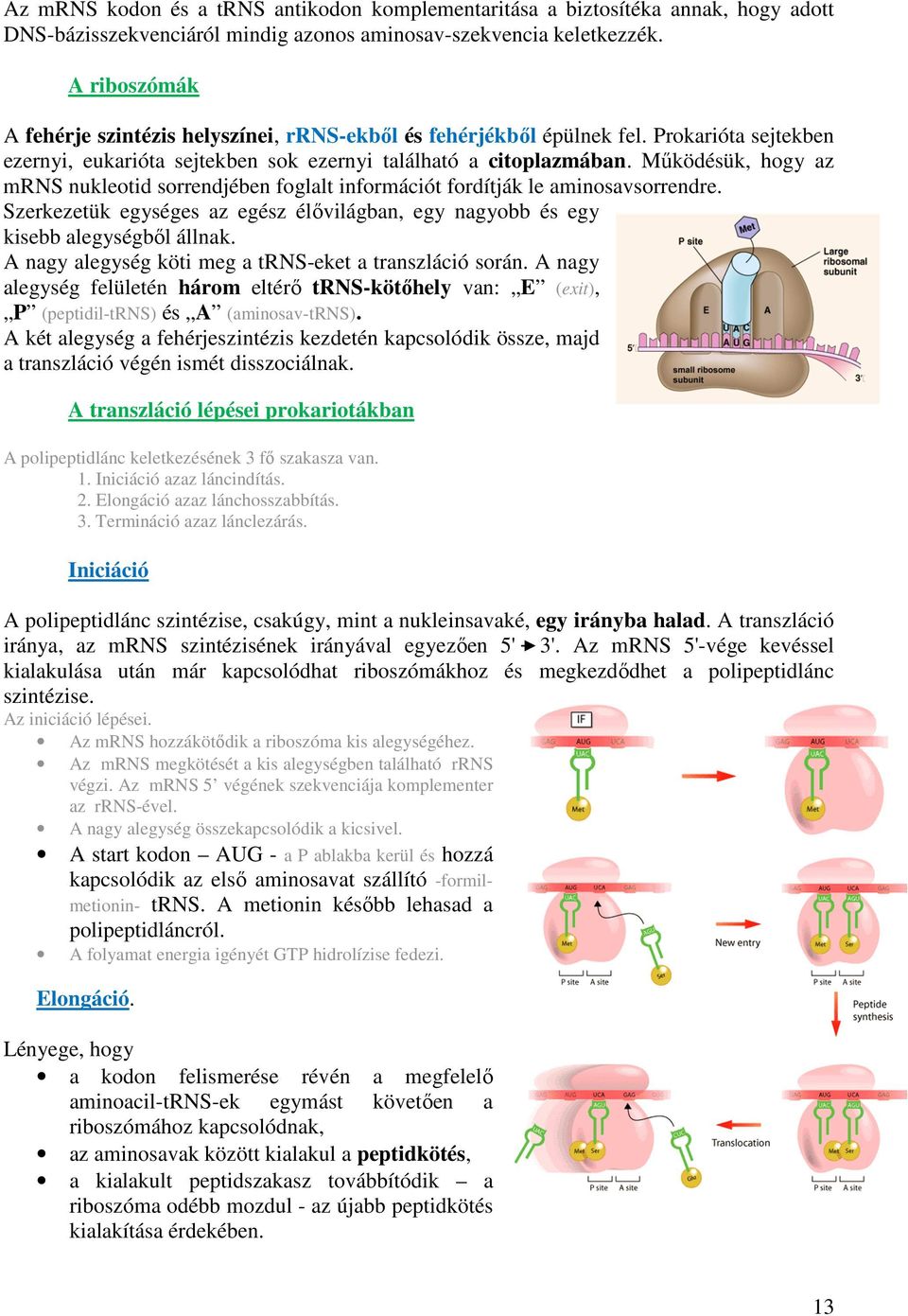 Működésük, hogy az mrns nukleotid sorrendjében foglalt információt fordítják le aminosavsorrendre. Szerkezetük egységes az egész élővilágban, egy nagyobb és egy kisebb alegységből állnak.