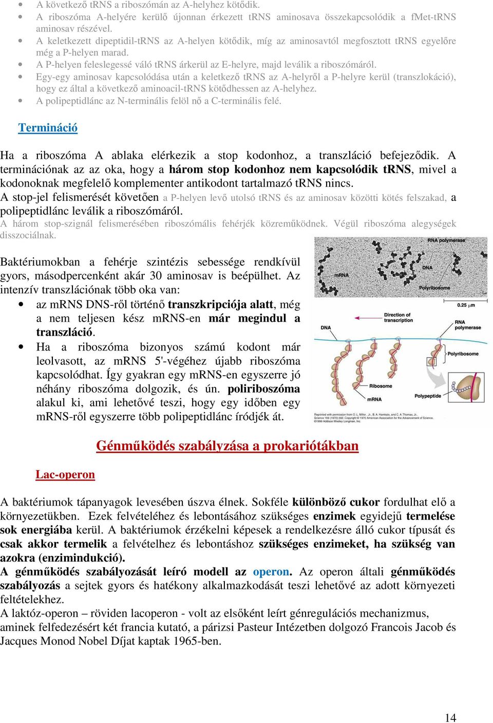 A P-helyen feleslegessé váló trns árkerül az E-helyre, majd leválik a riboszómáról.