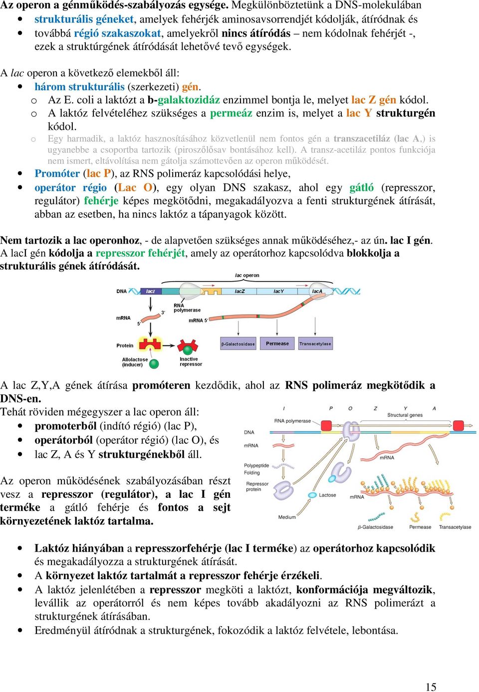 a struktúrgének átíródását lehetővé tevő egységek. A lac operon a következő elemekből áll: három strukturális (szerkezeti) gén. o Az E.