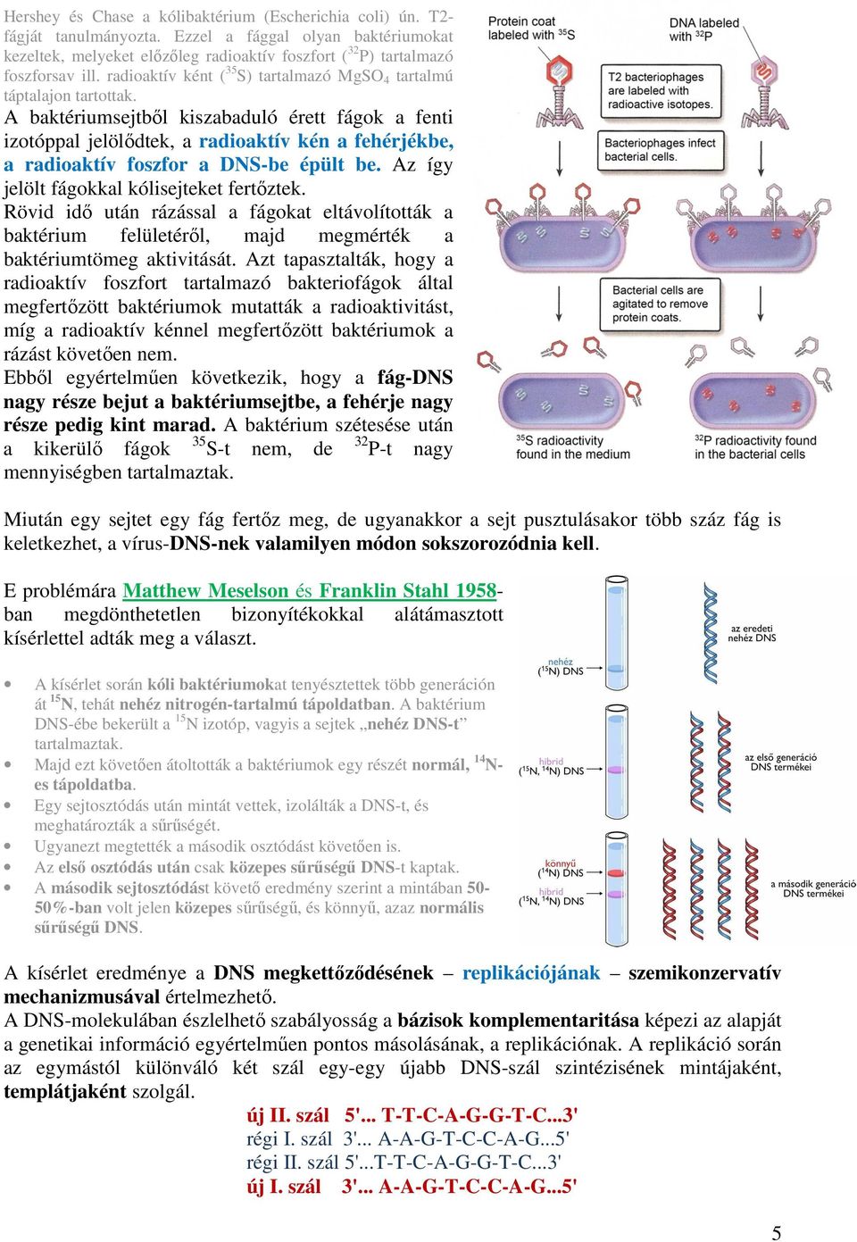 A baktériumsejtből kiszabaduló érett fágok a fenti izotóppal jelölődtek, a radioaktív kén a fehérjékbe, a radioaktív foszfor a DNS-be épült be. Az így jelölt fágokkal kólisejteket fertőztek.