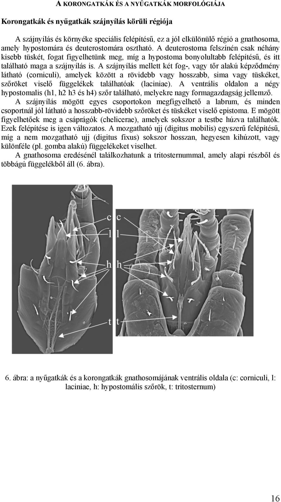 A szájnyílás mellett két fog-, vagy tőr alakú képződmény látható (corniculi), amelyek között a rövidebb vagy hosszabb, sima vagy tüskéket, szőröket viselő függelékek találhatóak (laciniae).