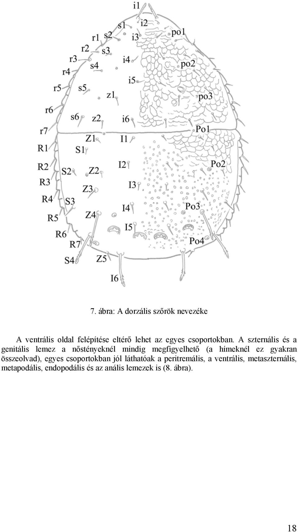 A szternális és a genitális lemez a nőstényeknél mindig megfigyelhető (a hímeknél ez