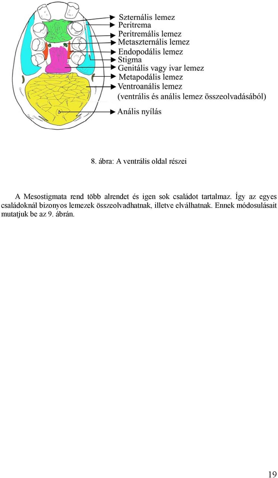 Így az egyes családoknál bizonyos lemezek