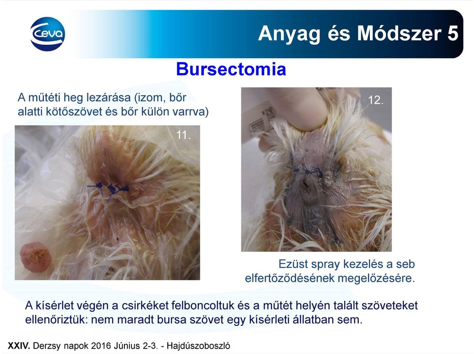 A kísérlet végén a csirkéket felboncoltuk és a műtét helyén talált szöveteket