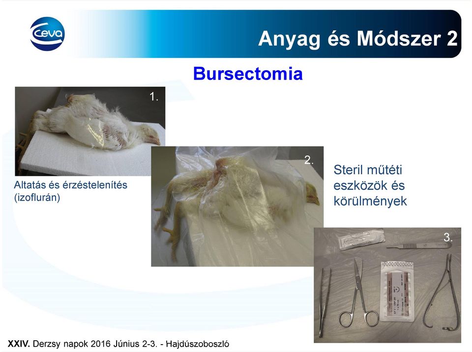 érzéstelenítés (izoflurán) 2.