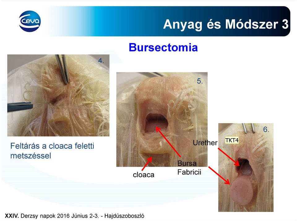 Feltárás a cloaca feletti