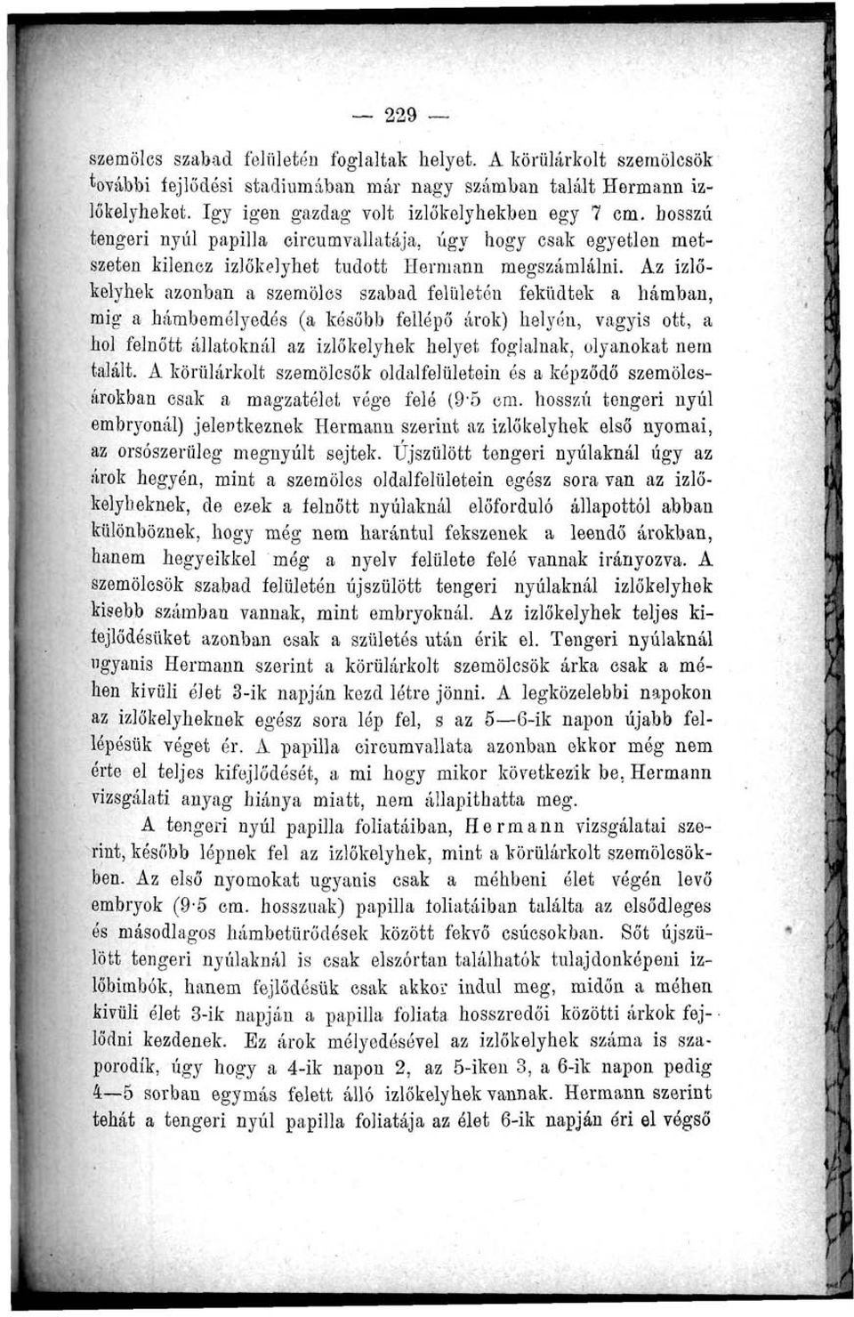 Az izlőkelyhek azonban a szemölcs szabad felületén feküdtek a hámban, mig a hámbemélyedés (a később fellépő árok) helyén, vagyis ott, a hol felnőtt állatoknál az izlőkelyhek helyet foglalnak,