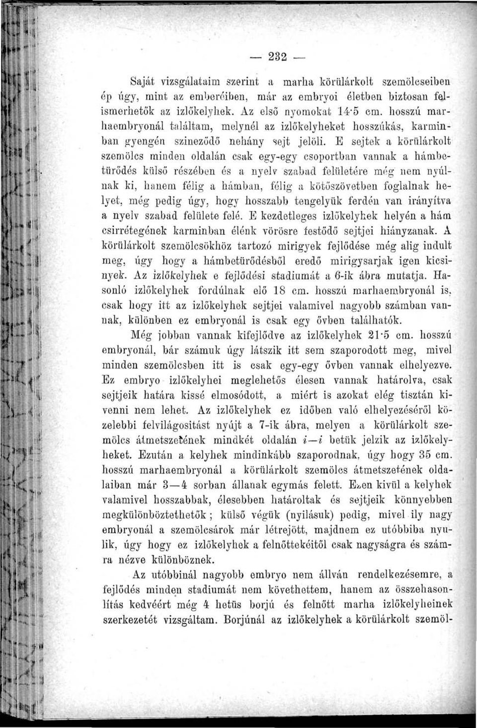 E sejtek a körülárkolt szemölcs minden oldalán csak egy-egy csoportban vannak a hámbetürődés külső részében ós a nyelv szabad felületére még nem nyúlnak ki, hanem félig a hámban, félig a