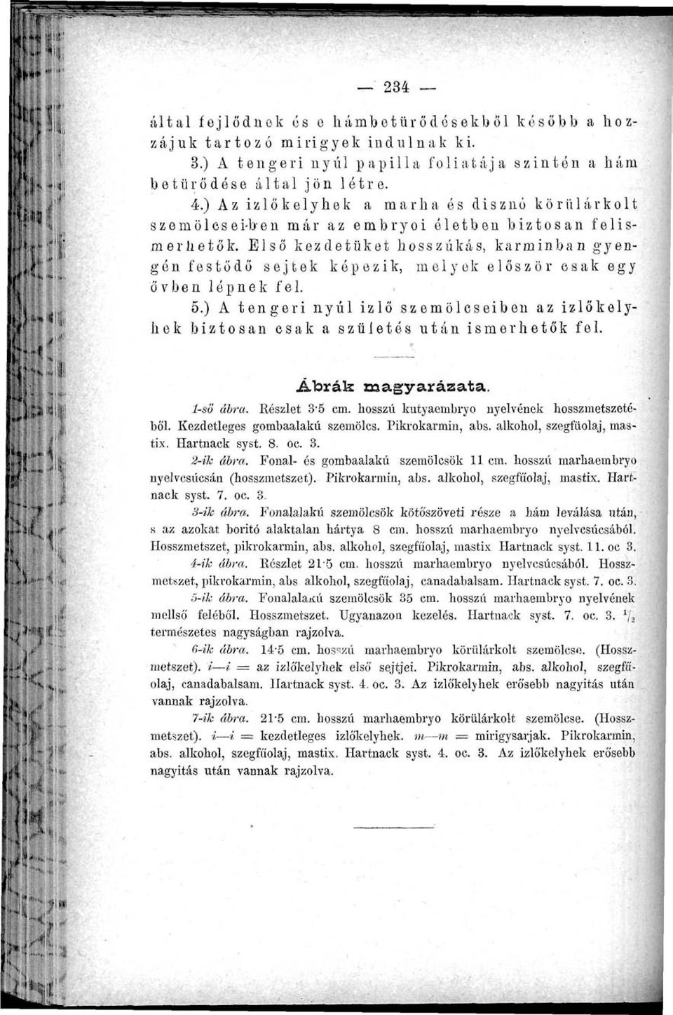 Első kezdetüket hosszúkás, karminban gyengén festődő sejtek képezik, melyek először csak egy övben lépnek fel. 5.