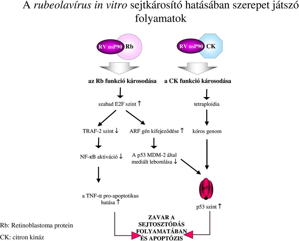 kifejezıdése kóros genom NF-κB aktiváció A p53 MDM-2 által mediált lebomlása Rb: Retinoblastoma