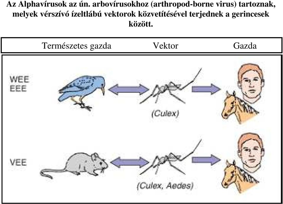 tartoznak, melyek vérszívó ízeltlábú vektorok