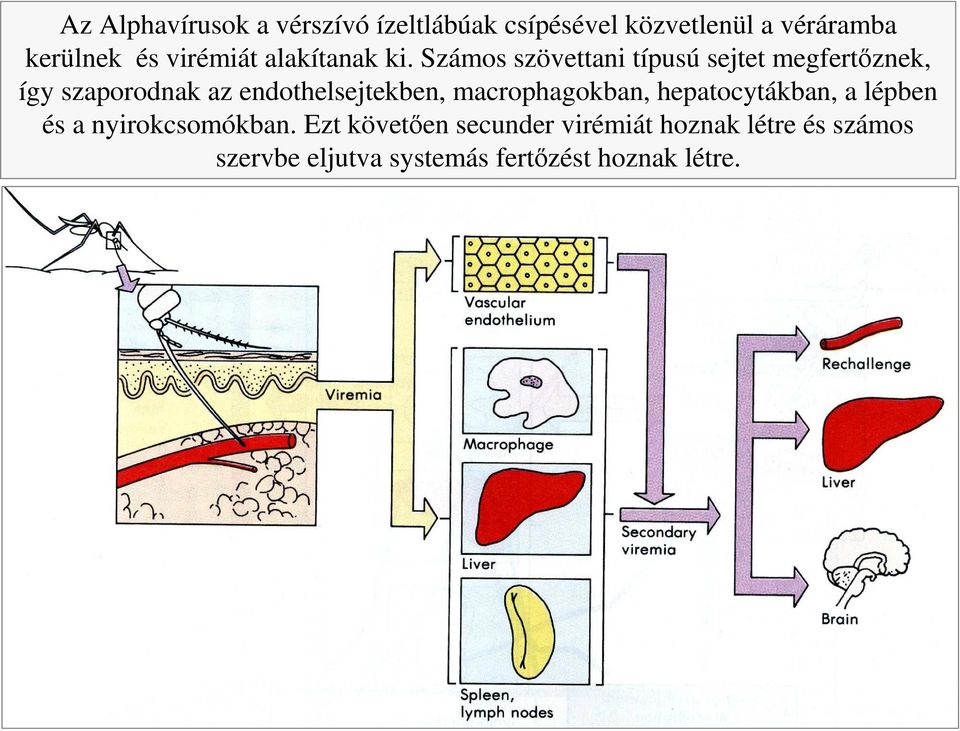 Számos szövettani típusú sejtet megfertıznek, így szaporodnak az endothelsejtekben,