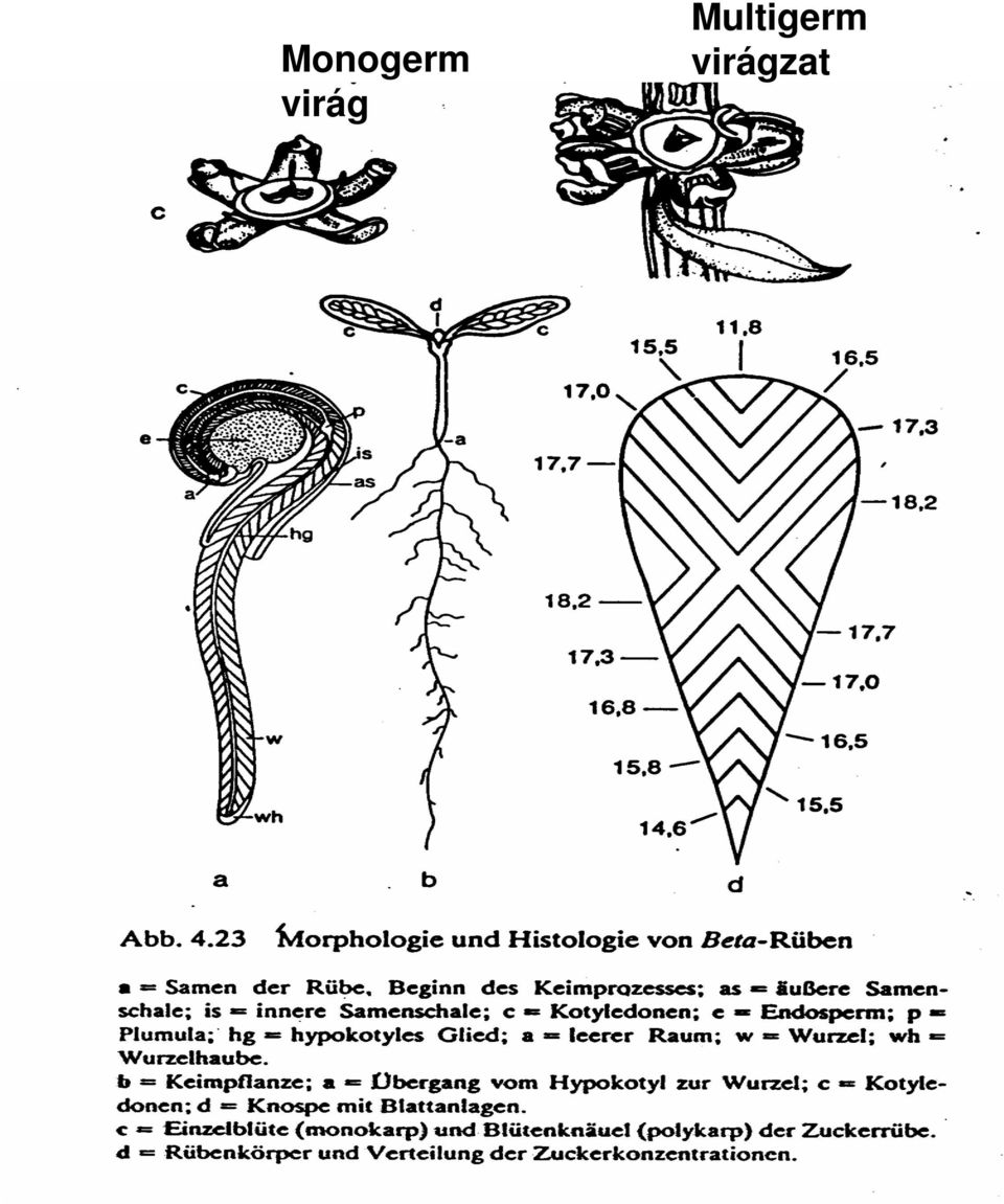 Multigerm