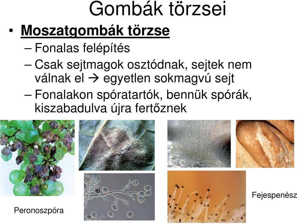 egyetlen sokmagvú sejt Fonalakon spóratartók, bennük