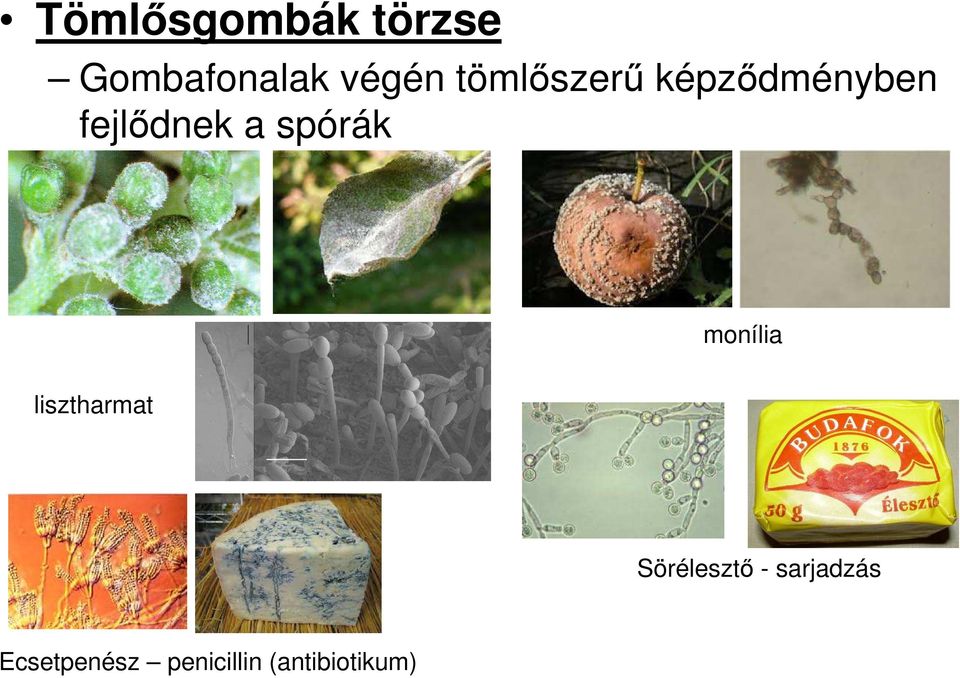 spórák monília lisztharmat Sörélesztı -