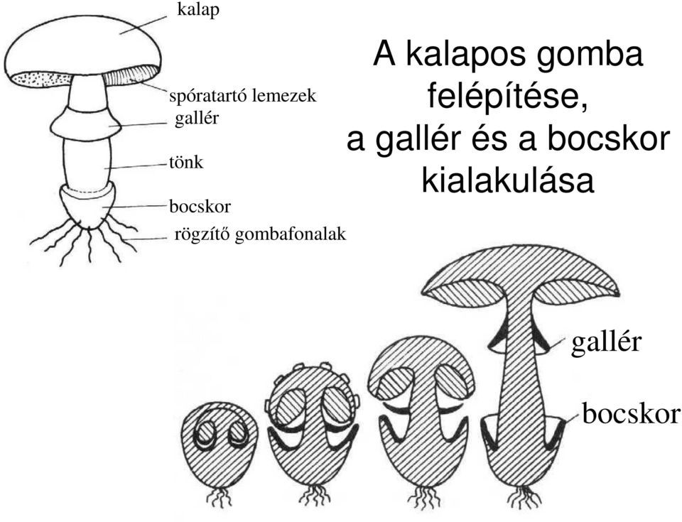 kalapos gomba felépítése, a gallér