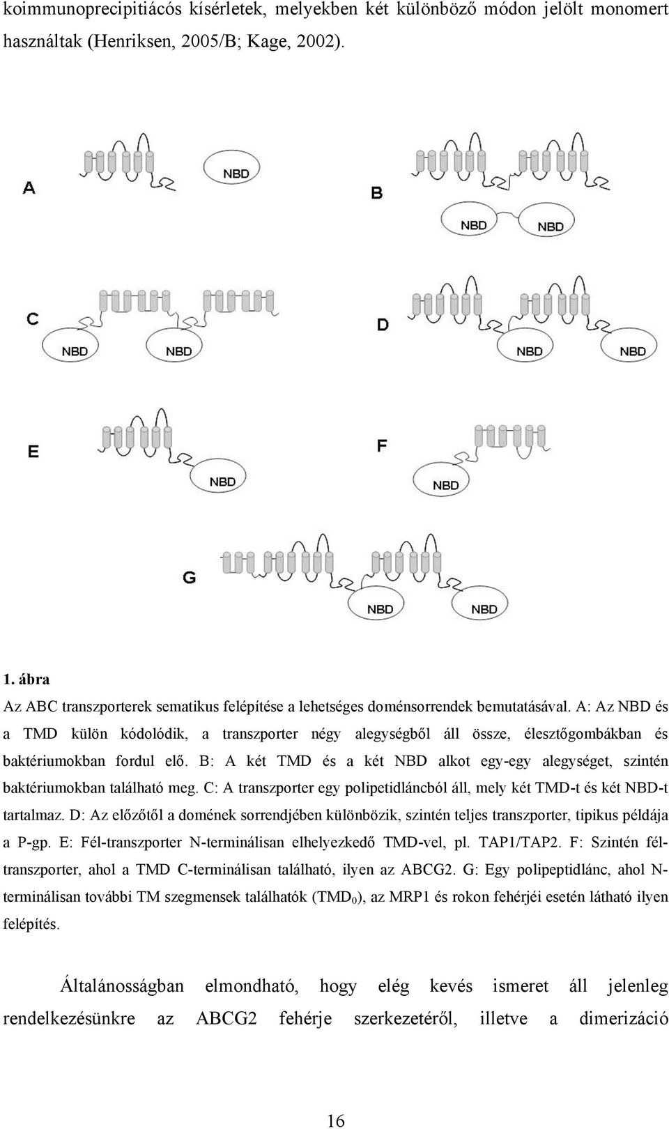 A: Az NBD és a TMD külön kódolódik, a transzporter négy alegységből áll össze, élesztőgombákban és baktériumokban fordul elő.