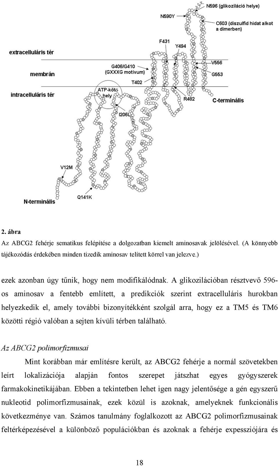 A glikozilációban résztvevő 596- os aminosav a fentebb említett, a predikciók szerint extracelluláris hurokban helyezkedik el, amely további bizonyítékként szolgál arra, hogy ez a TM5 és TM6 közötti