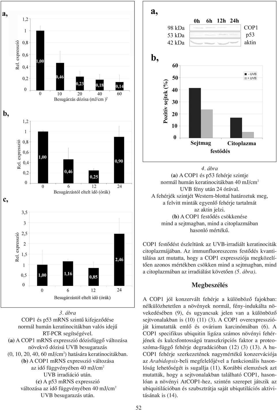 COP1 festôdést észleltünk az UVB-irradiált keratinociták citoplazmájában.