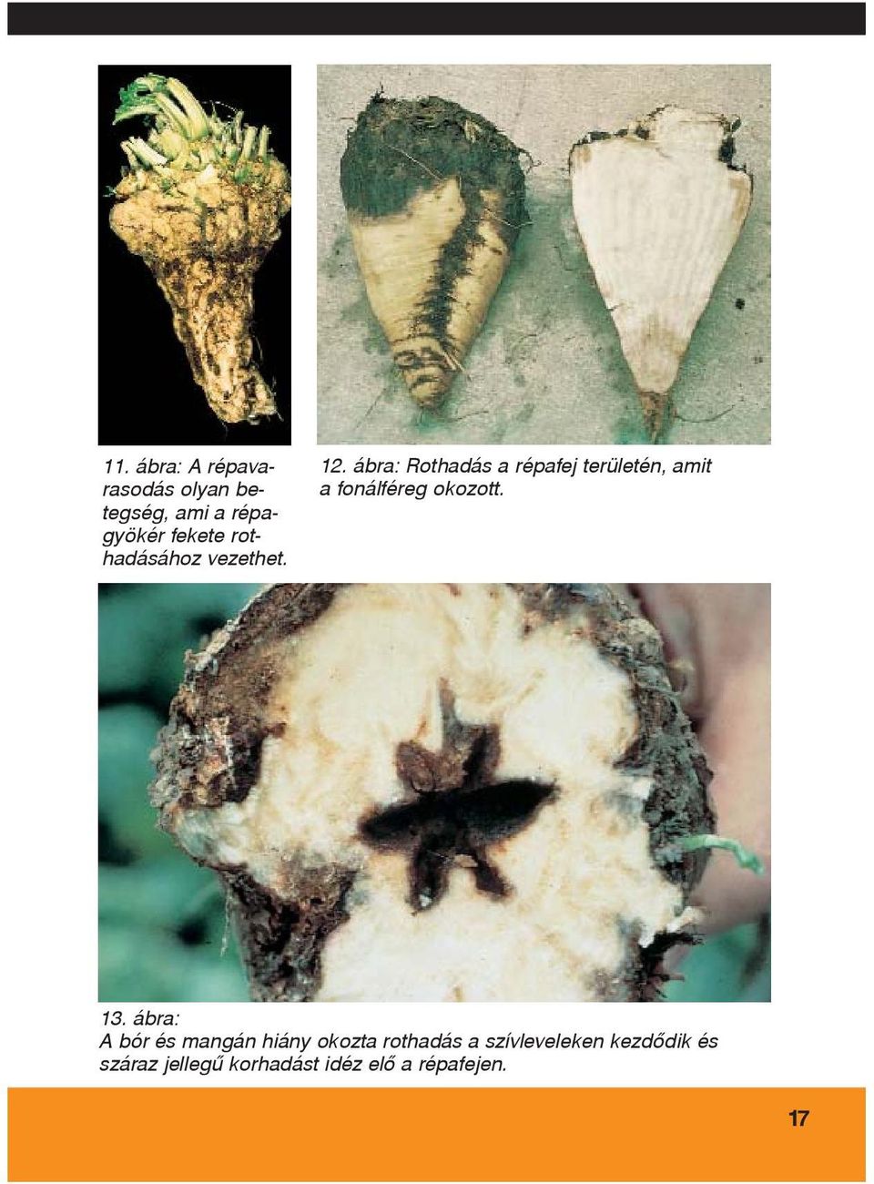 ábra: Rothadás a répafej területén, amit a fonálféreg okozott. 13.