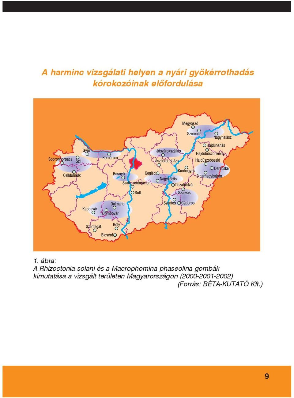 ábra: A Rhizoctonia solani és a Macrophomina phaseolina