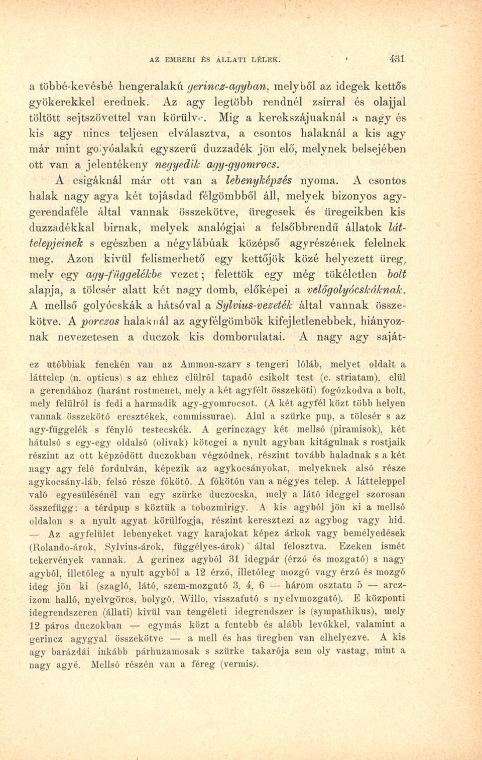 agy-gyomrocs. A csigáknál már ott van a lebenyképzés nyoma.