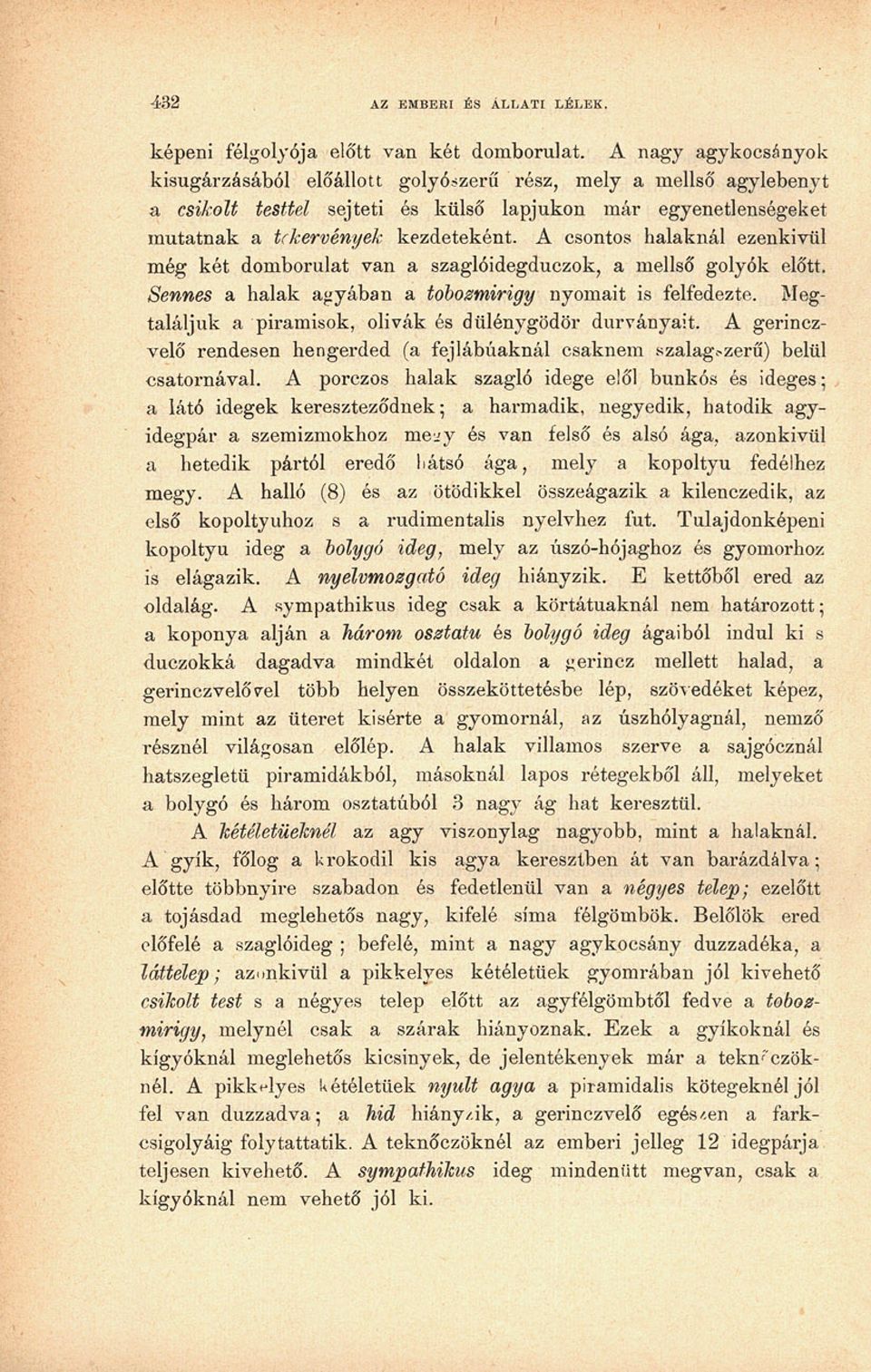 A csontos halaknál ezenkívül még két domborulat van a szaglóidegduczok, a mellső golyók előtt. Sennes a halak agyában a tobozmirigy nyomait is felfedezte.