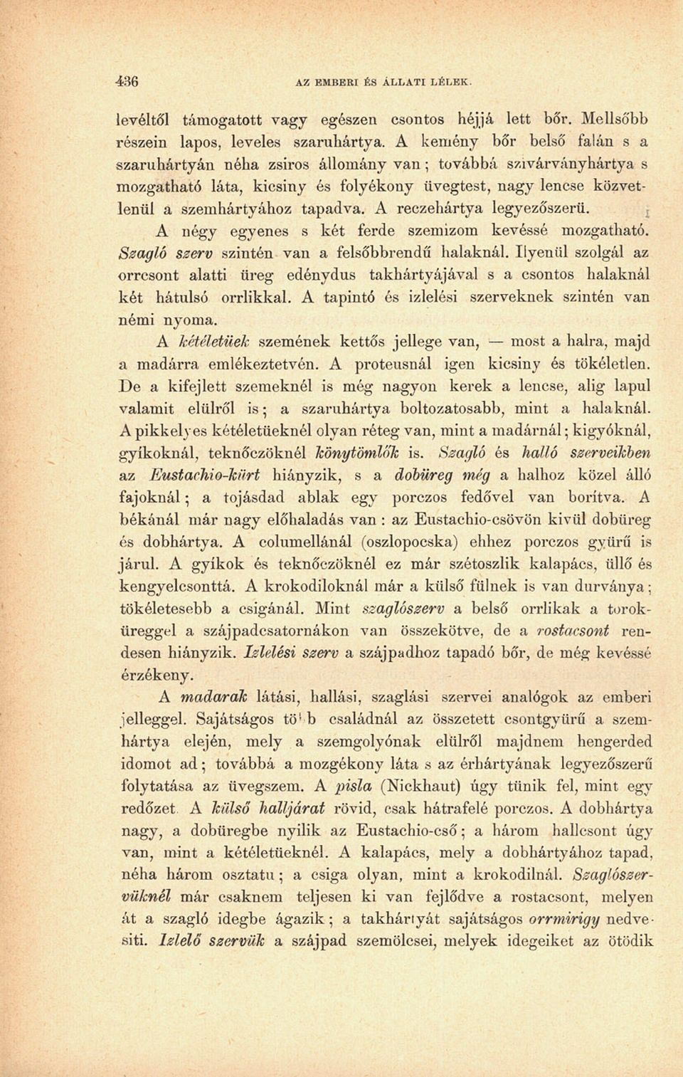 A reczehártya legyezőszerü. A négy egyenes s két ferde szemizom kevéssé mozgatható. Szagló szerv szintén van a felsőbbrendű halaknál.