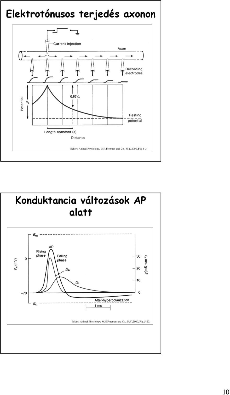 6-3. Konduktancia változások AP alatt Eckert: