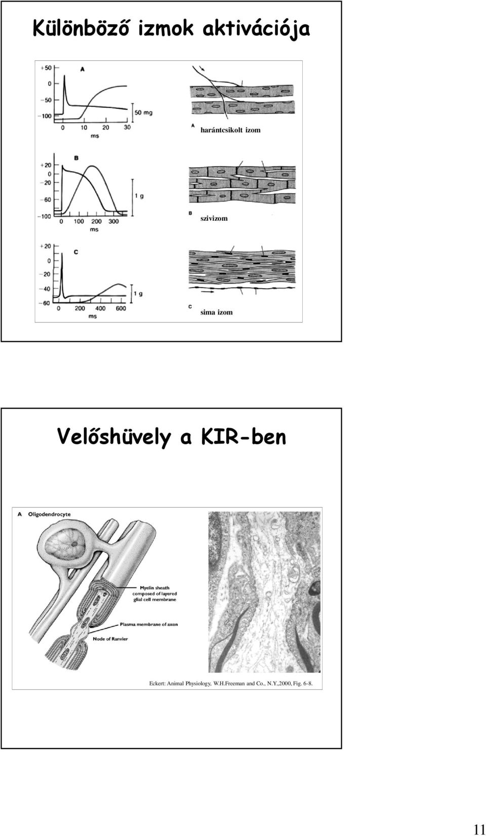 Velőshüvely a KIR-ben Eckert: Animal