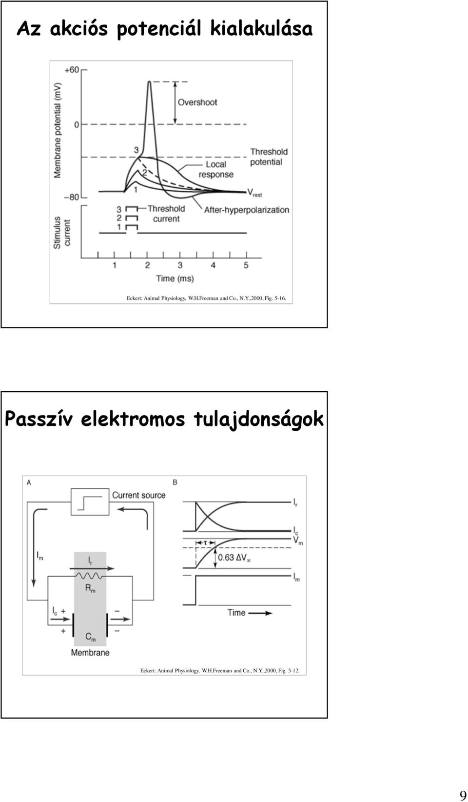 5-16. Passzív elektromos tulajdonságok Eckert: