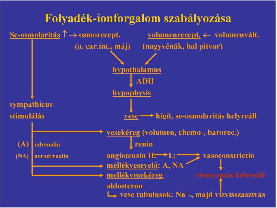 helyreáll vesekéreg (volumen, chemo-, barorec.) (A) adrenalin renin (NA) noradrenalin angiotensin II