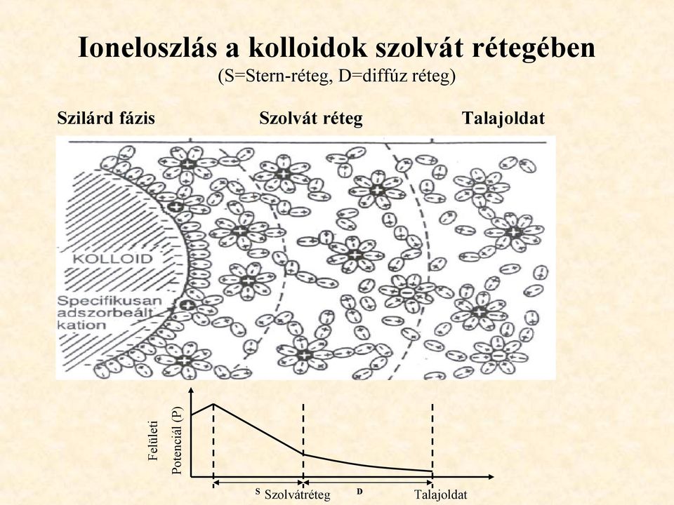 réteg) Szilárd fázis Szolvát réteg