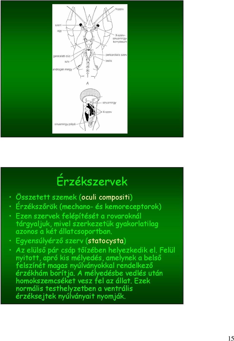 Egyensúlyérző szerv (statocysta) Az elülső pár csáp tőízében helyezkedik el.