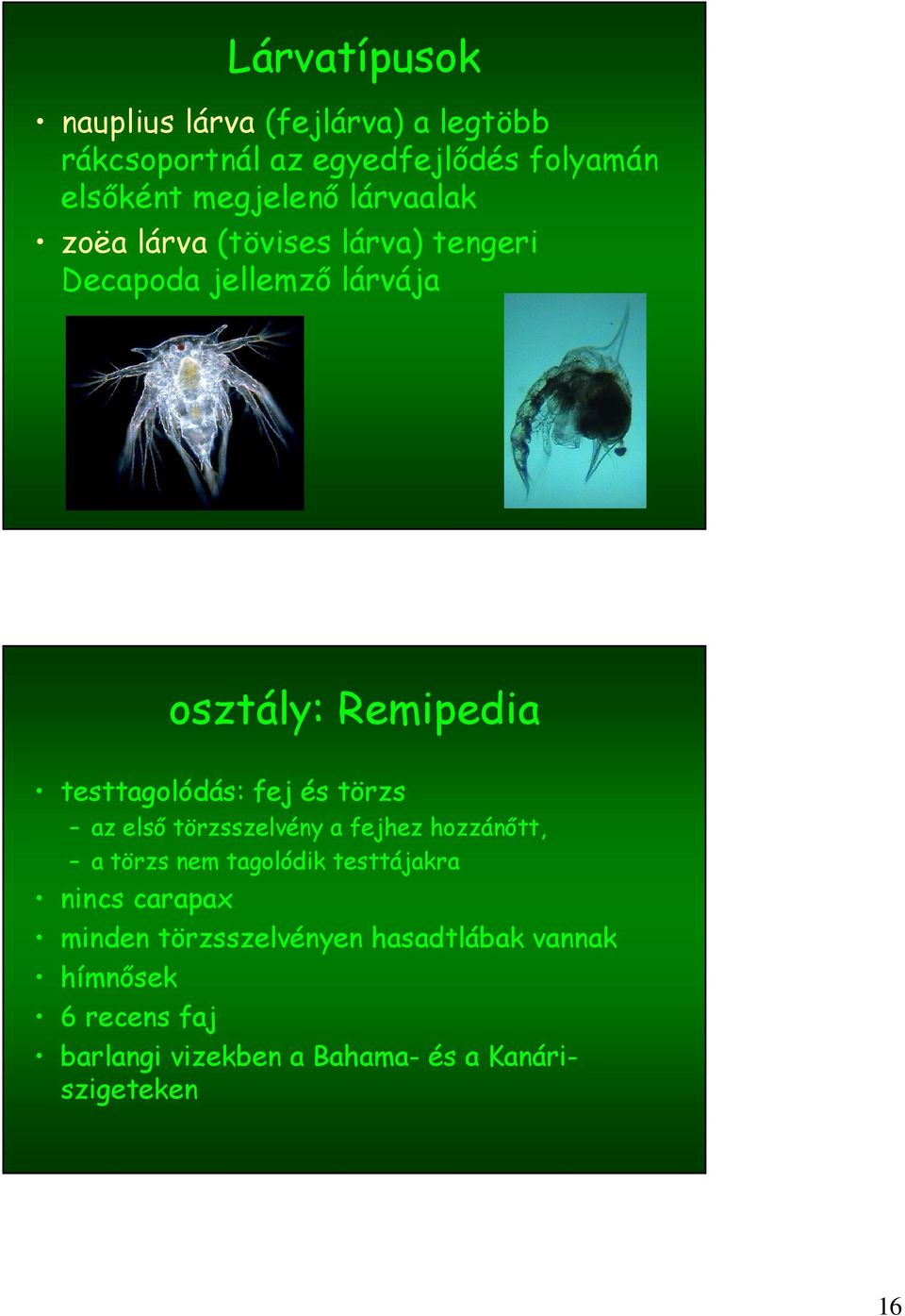 fej és törzs az első törzsszelvény a fejhez hozzánőtt, a törzs nem tagolódik testtájakra nincs carapax