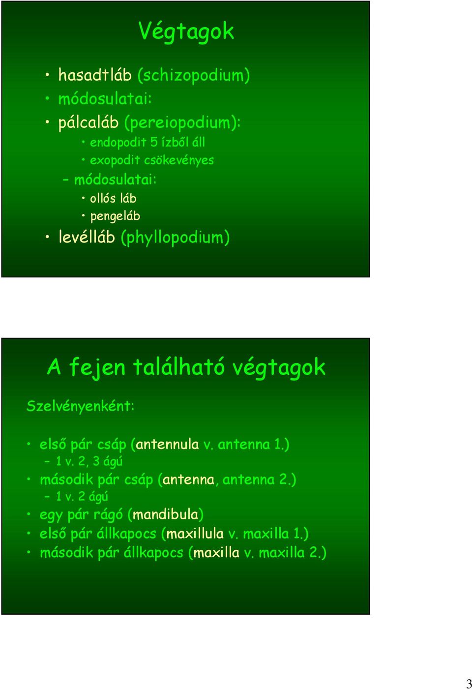 Szelvényenként: első pár csáp (antennula v. antenna 1.) 1 v. 2, 3 ágú második pár csáp (antenna, antenna 2.