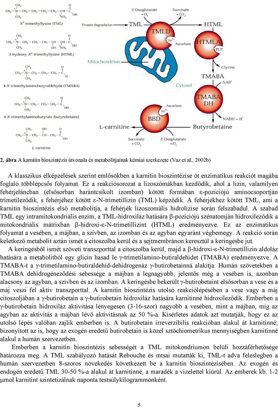 Ez a reakciósorozat a lizoszómákban kezdődik, ahol a lizin, valamilyen fehérjeláncban (elsősorban harántcsíkolt izomban) kötött formában ε-pozíciójú aminocsoportján trimetileződik, s fehérjéhez