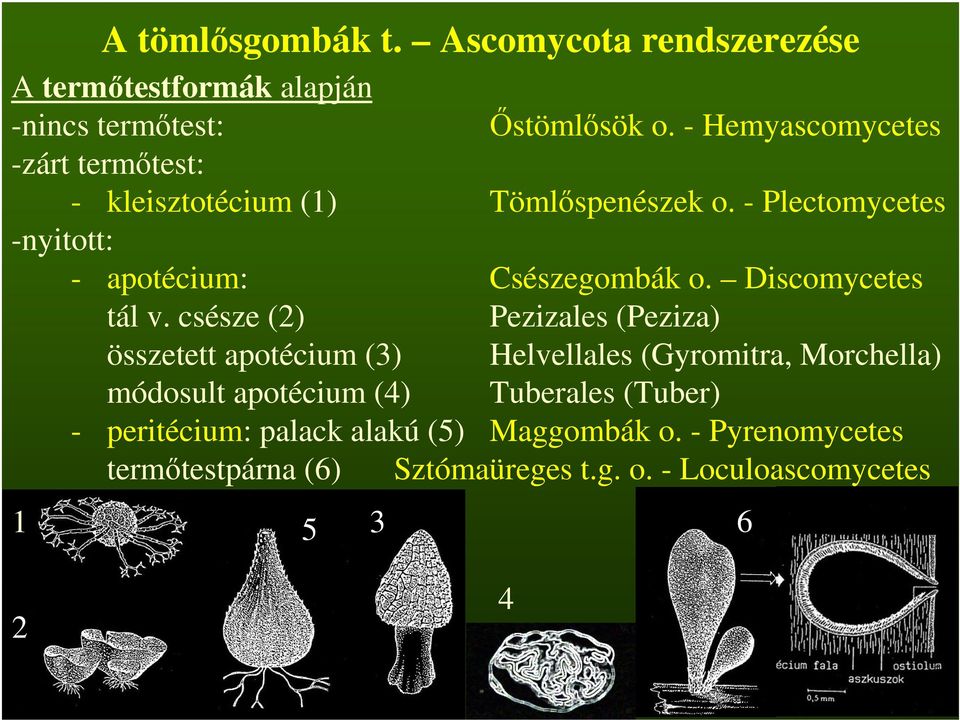 Discomycetes tál v.