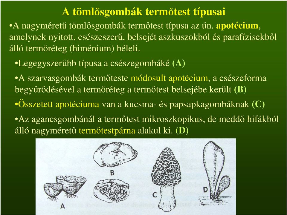 Legegyszerűbb típusa a csészegombáké (A) A szarvasgombák termőteste módosult apotécium, a csészeforma begyűrődésével a termőréteg a