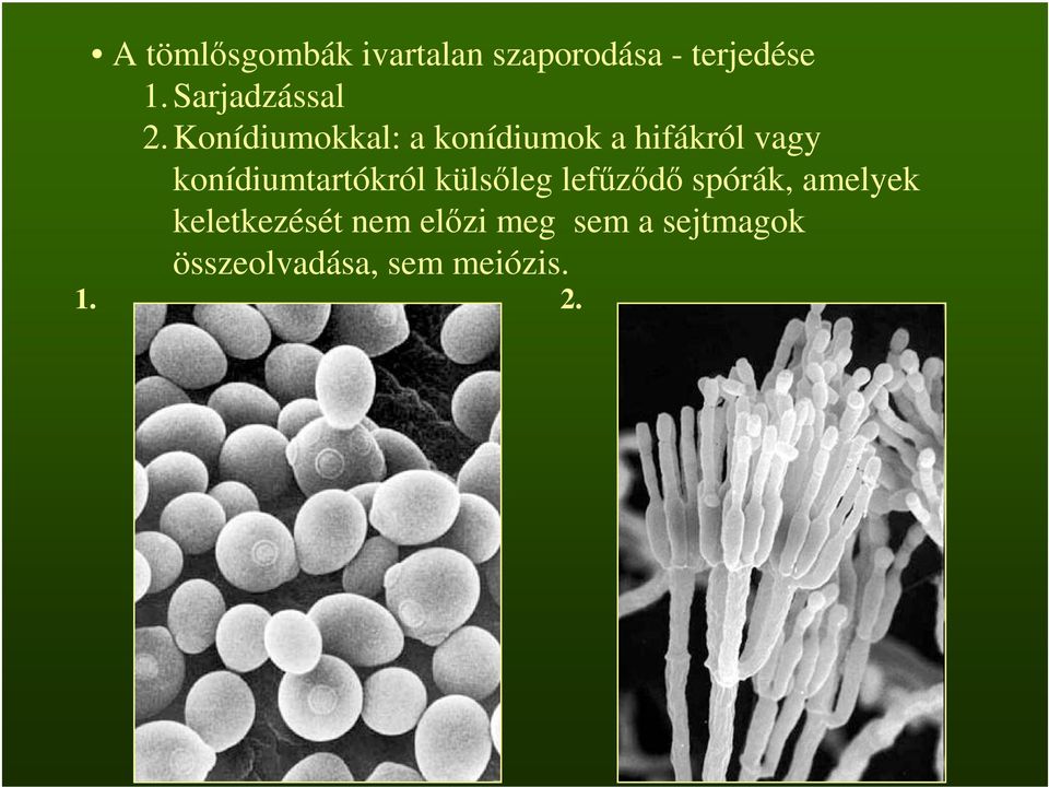 Konídiumokkal: a konídiumok a hifákról vagy