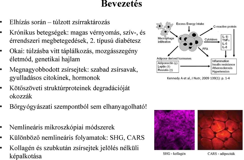 citokinek, hormonok Kötőszöveti struktúrproteinek degradációját okozzák Bőrgyógyászati szempontból sem elhanyagolható!